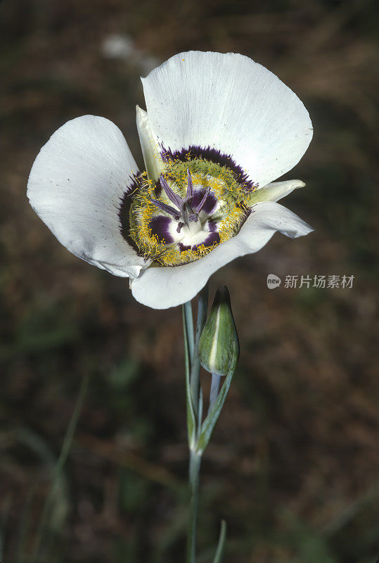 Gunnison Mariposa Lily, Calochortus gunnisonii，洛基山国家公园，科罗拉多州。